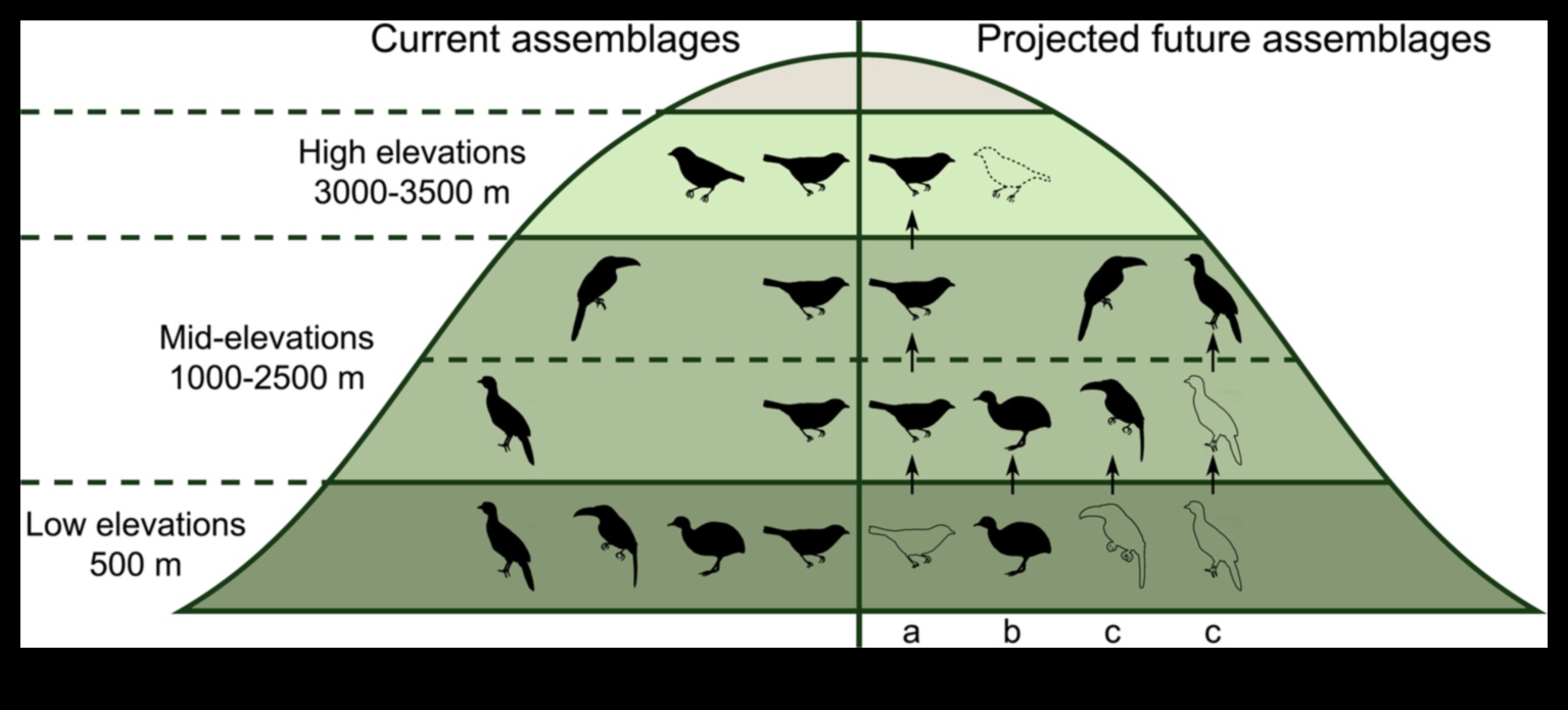 Păsările și schimbările climatice impact asupra migrației și habitatelor 4 Păsările și schimbările climatice: impact asupra migrației și habitatelor