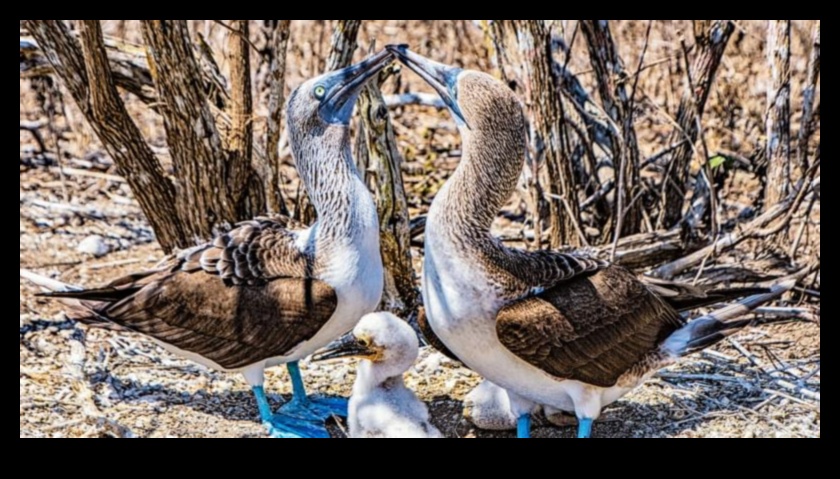 Familii cu pene au continuat: Îngrijirea părinților în lumea aviară