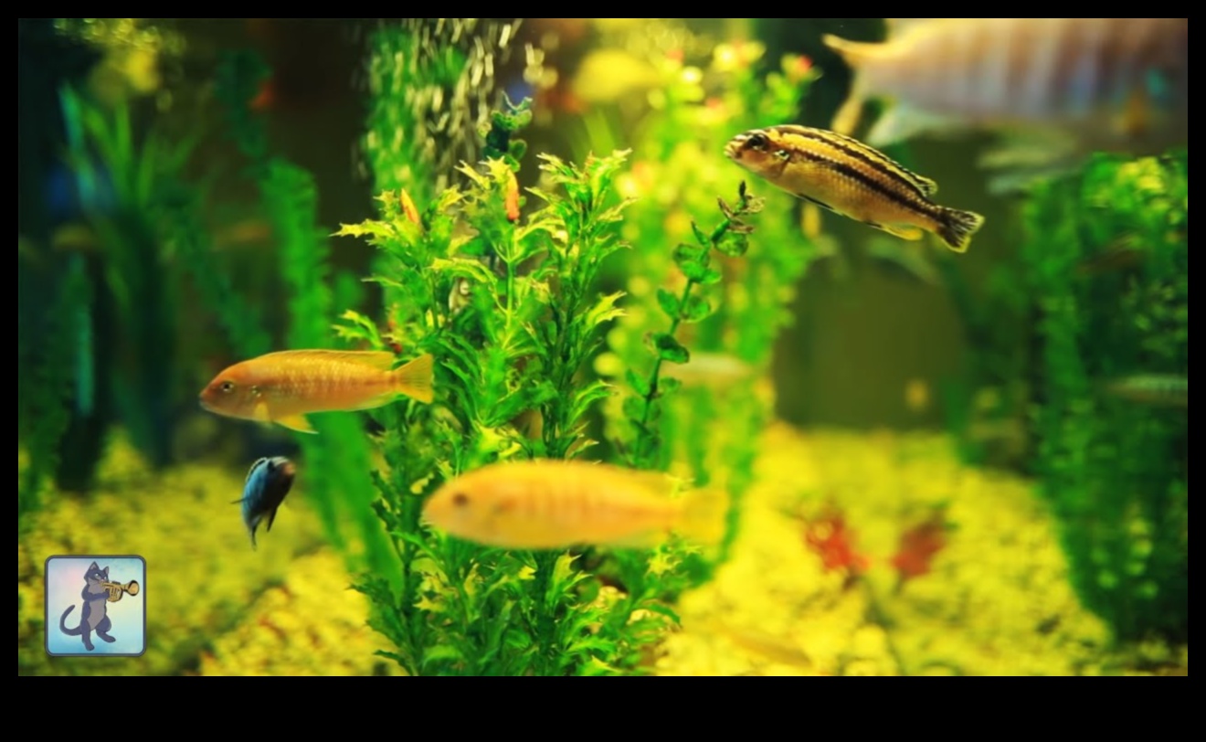 Fish Tank Zen a continuat: sunete liniștitoare și muzică pentru fericire acvatică