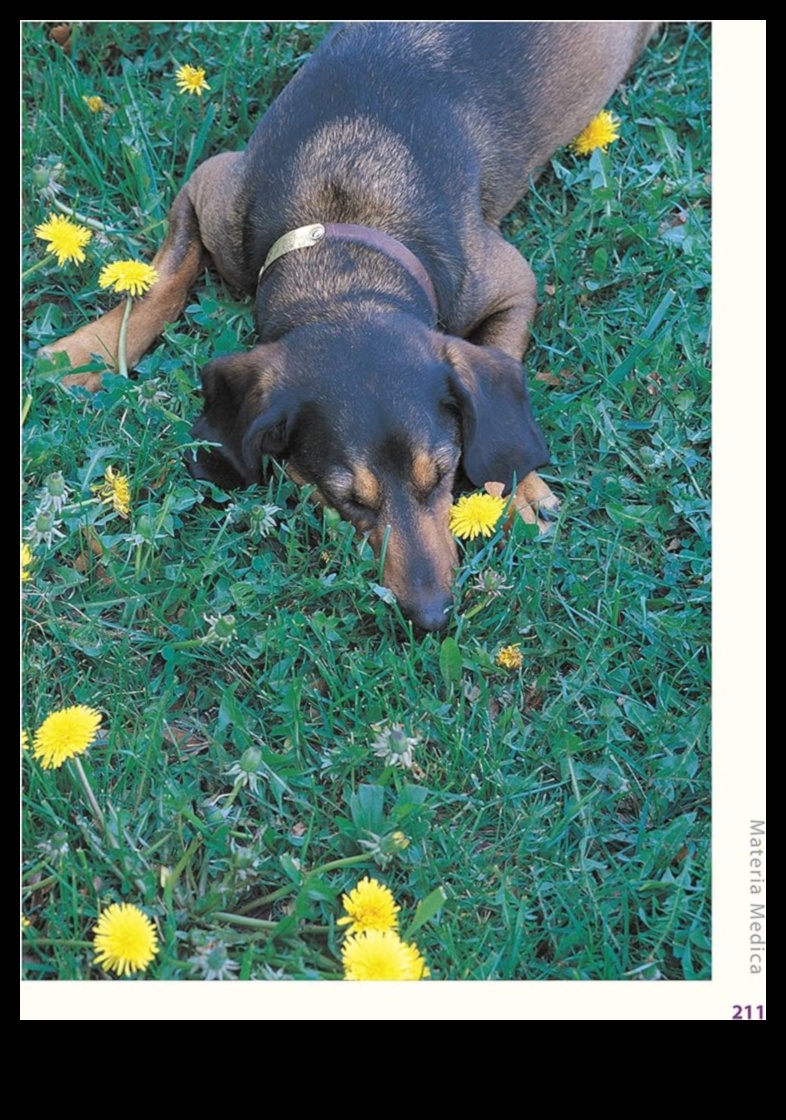 Fericirea pe bază de plante care explorează remedii naturale pentru bolile de animale de companie 3 Fericire pe bază de plante: explorarea remediilor naturale pentru bolile de animale de companie
