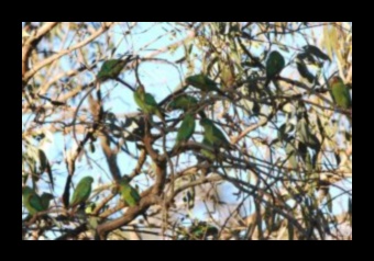 Copaci Pilonii biodiversității 3 Cum contribuie diferite specii de arbori la biodiversitatea peisajelor?