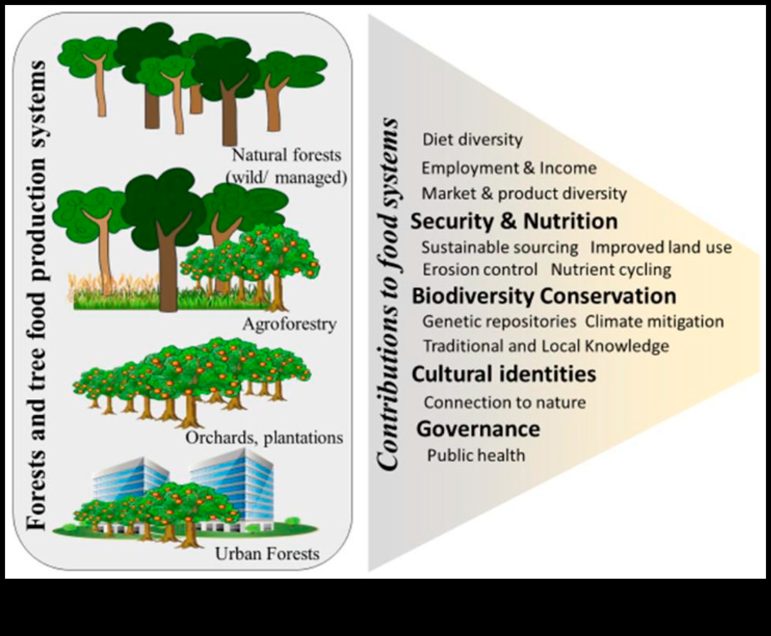 Arbori pilonii biodiversității 4 Cum contribuie diferite specii de arbori la biodiversitatea peisajelor?