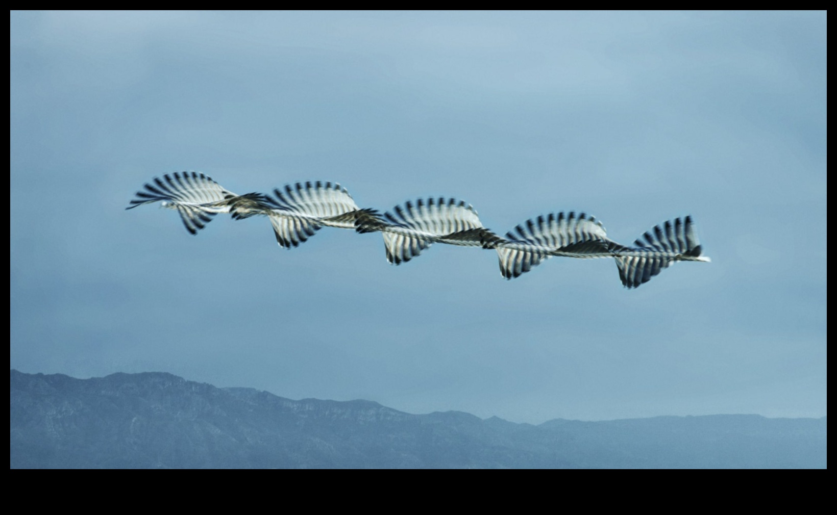 Păsările în zbor au continuat să stăpânească arta creșterii 2 Păsările în zbor au continuat: stăpânirea artei creșterii