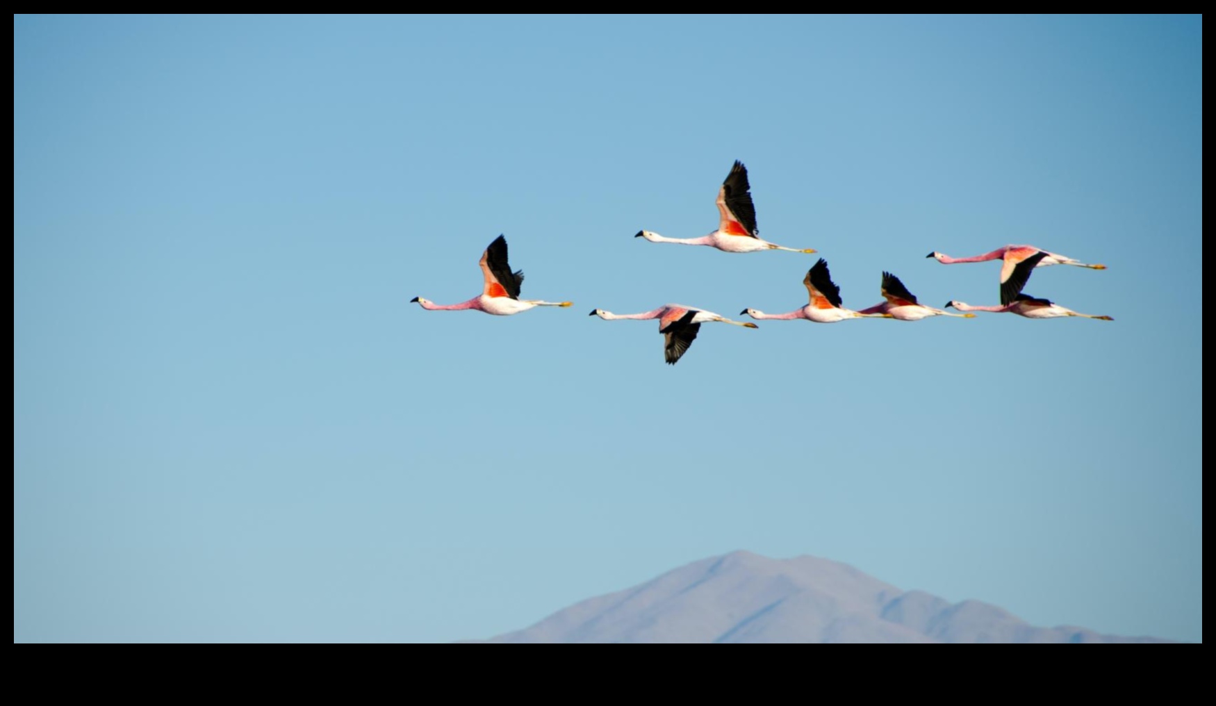 Păsările în zbor au continuat să stăpânească arta creșterii 4 Păsările în zbor au continuat: stăpânirea artei creșterii