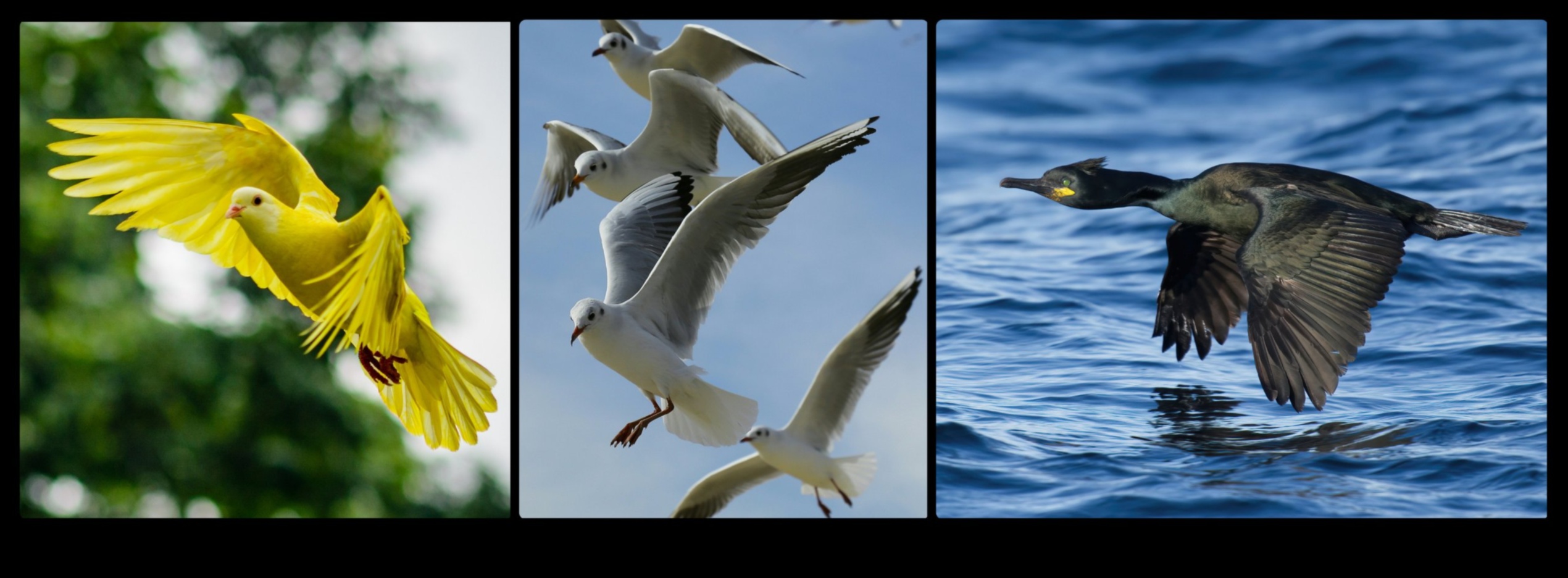 Păsările în zbor au continuat să stăpânească arta creșterii 5 Păsările în zbor au continuat: stăpânirea artei creșterii