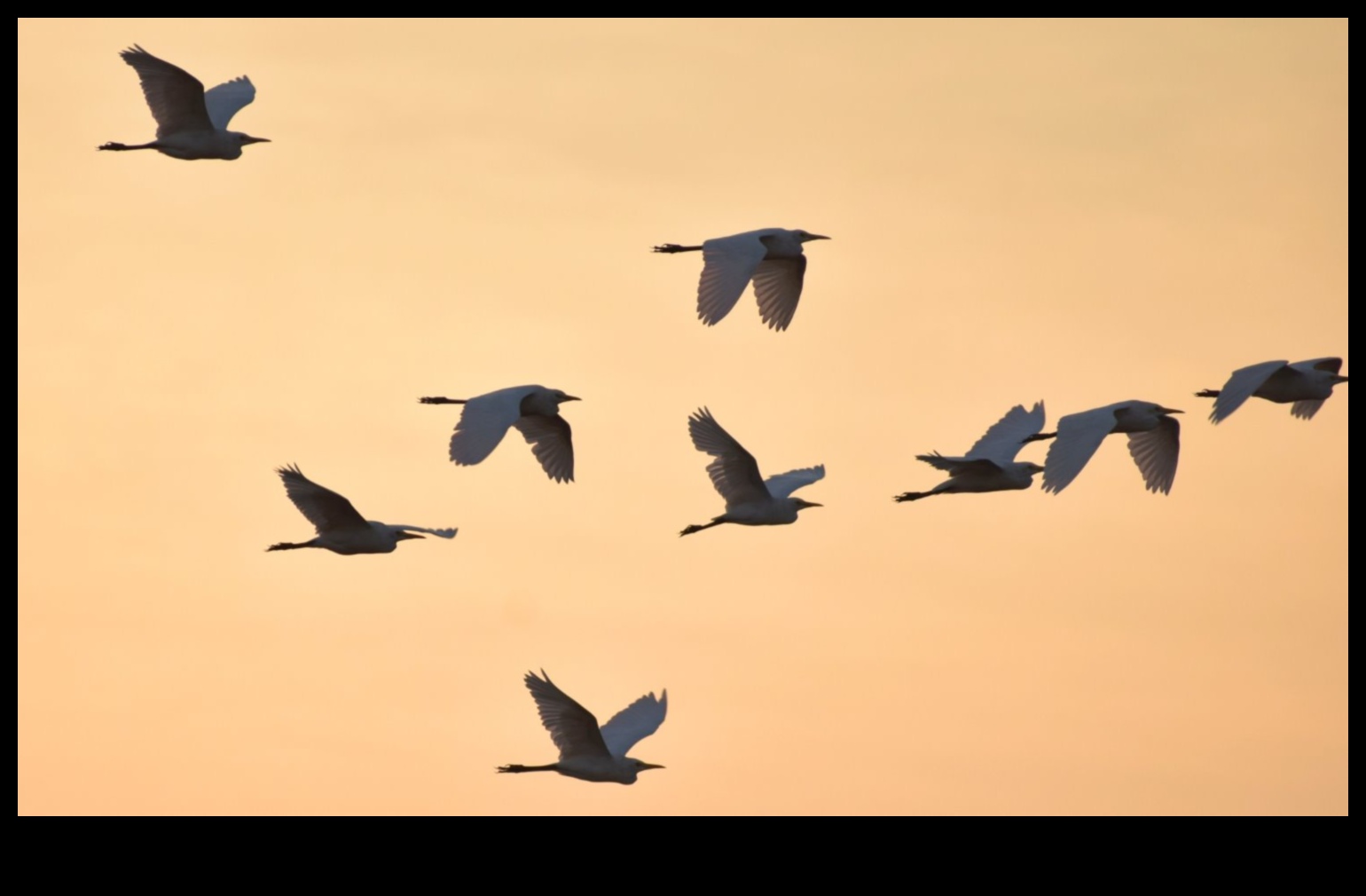 Păsările în zbor au continuat să stăpânească arta creșterii 3 Păsările în zbor au continuat: stăpânirea artei creșterii