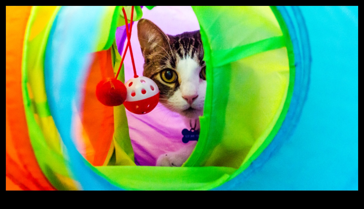 Îmbogățirea pisicii DIY: activități de stimulare pentru o pisică fericită