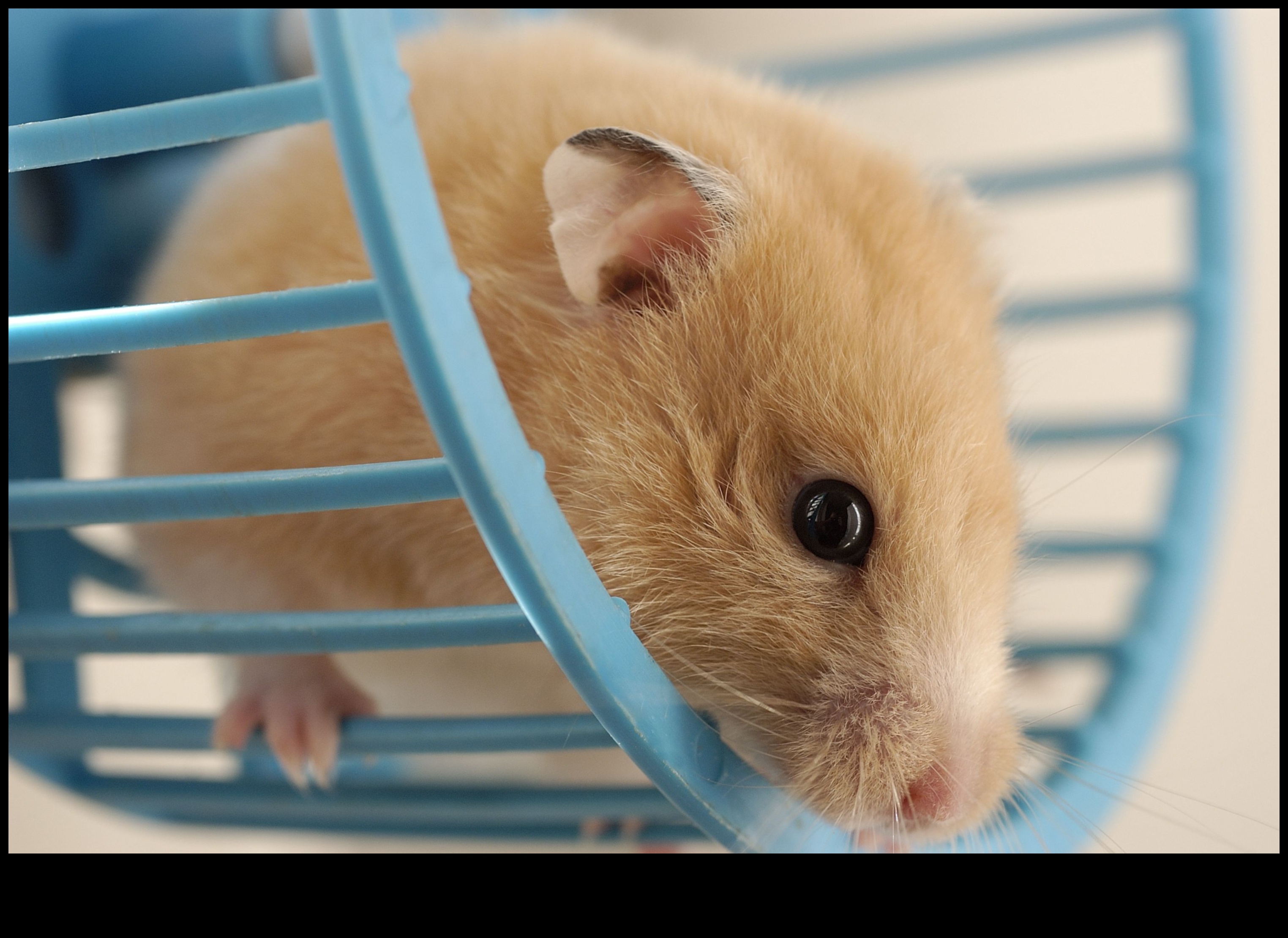 Siguranța roții de hamster a continuat: curățare și întreținere corespunzătoare