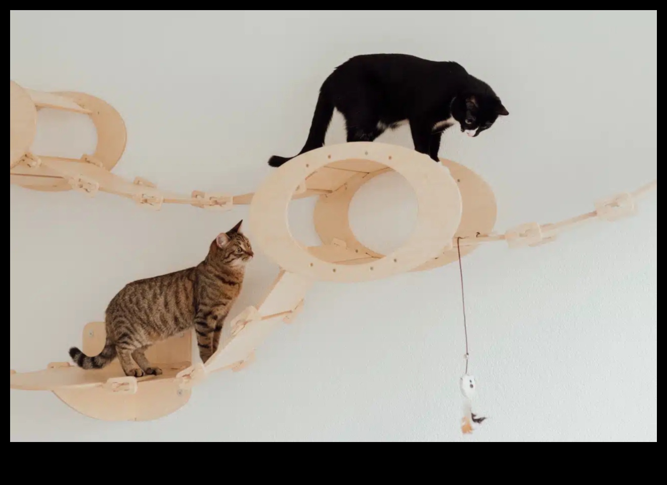 Cat Carnaval DIY: Planificarea unui eveniment la paw-some pentru pisica ta