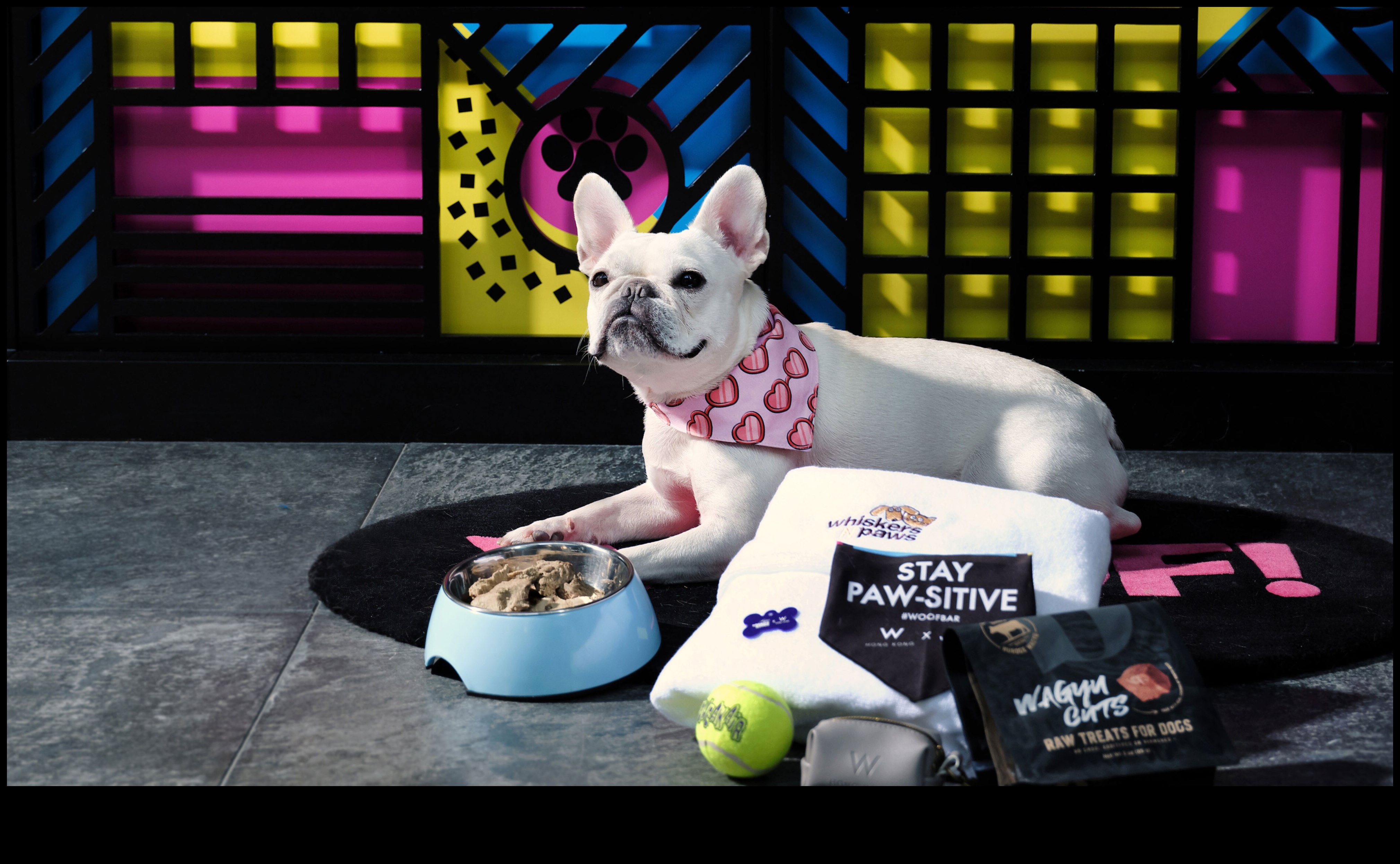 Furry Friends Fiesta: Cadouri pentru iubitorii de animale de companie și tovarășii lor