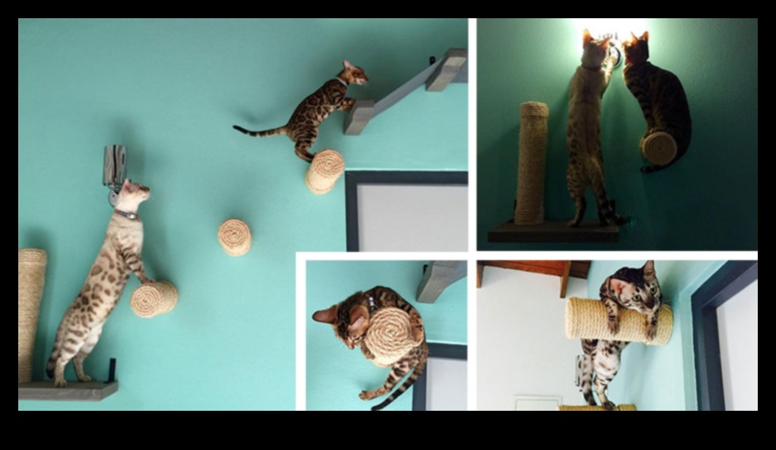 Condosuri pentru pisici: crearea de spații verticale pentru explorarea felinei