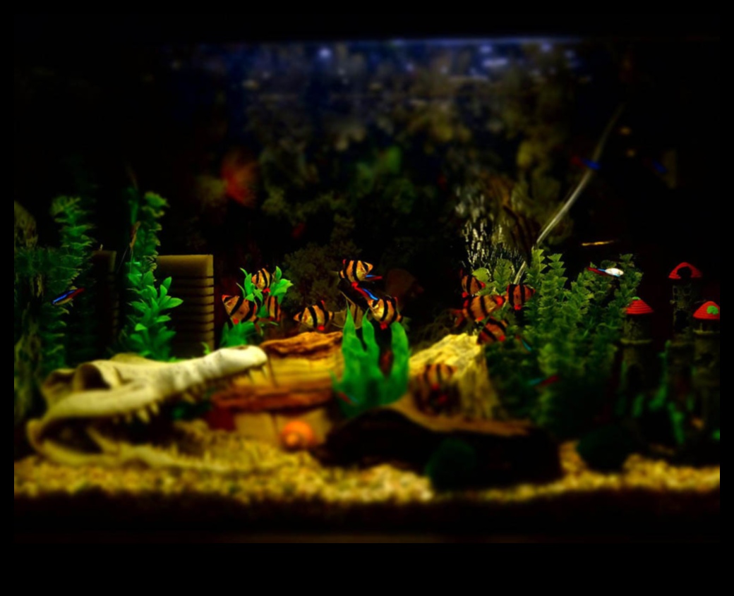 Rezervor de pește DIY: decor și accesorii pentru acvarii