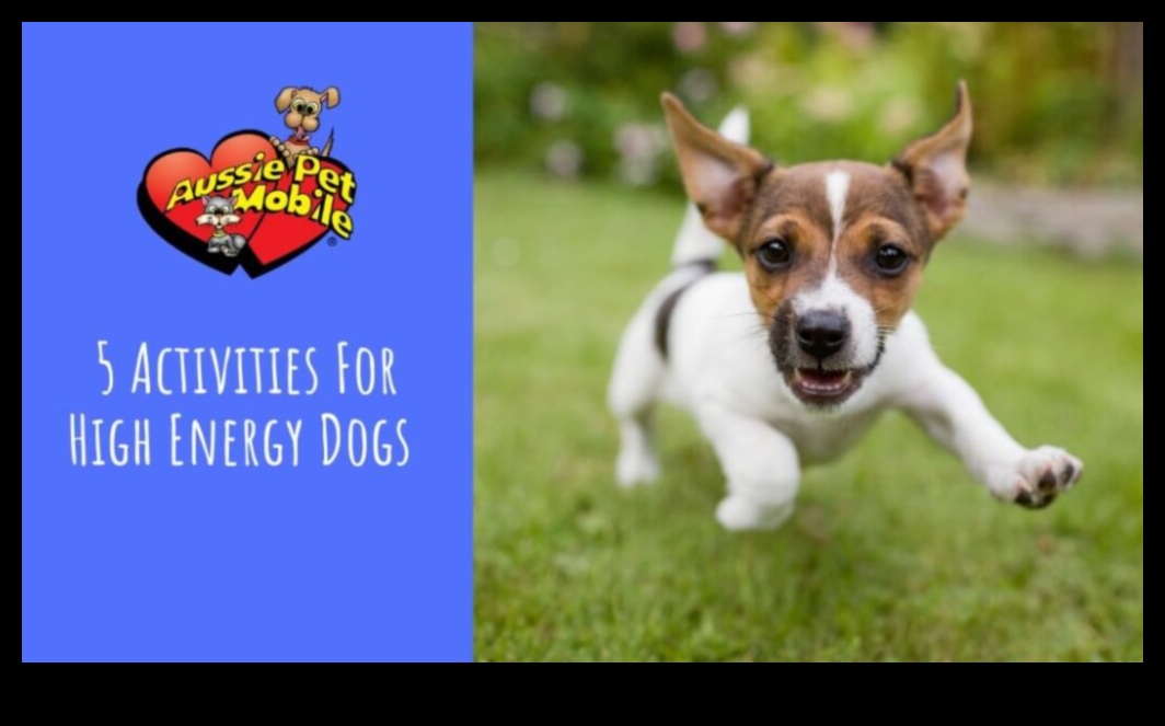 Puppy Parkour: exerciții de agilitate pentru câini energici