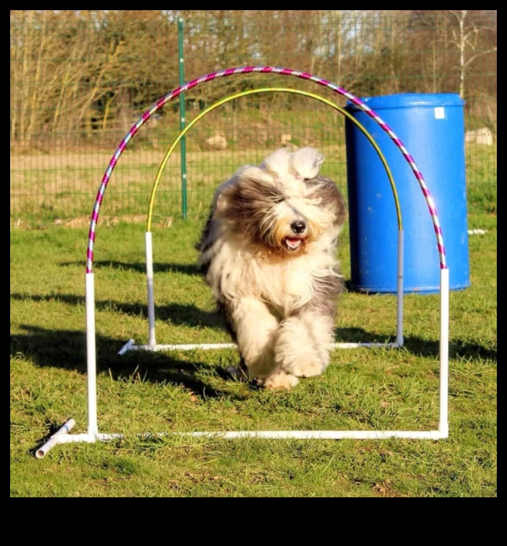 Puppy Parkour: exerciții de agilitate pentru câini energici