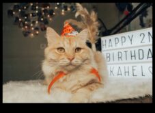 Cat Carnaval DIY Planificând un eveniment la paw-some pentru pisica ta