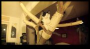 Condosuri pentru pisici creând spații verticale pentru explorarea felinei