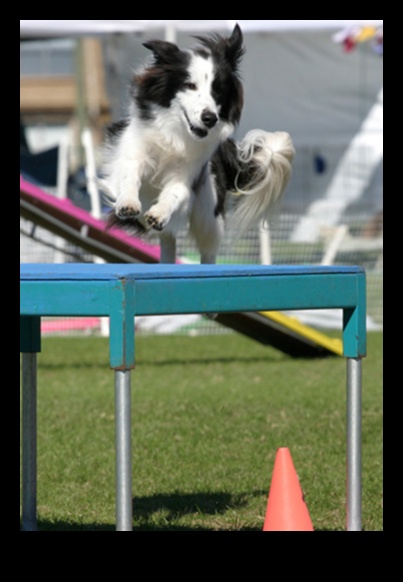 Puppy Parkour: exerciții de agilitate pentru câini energici