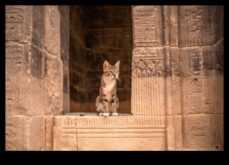 Fabule feline care explorează pisicile mitologice în culturi din întreaga lume