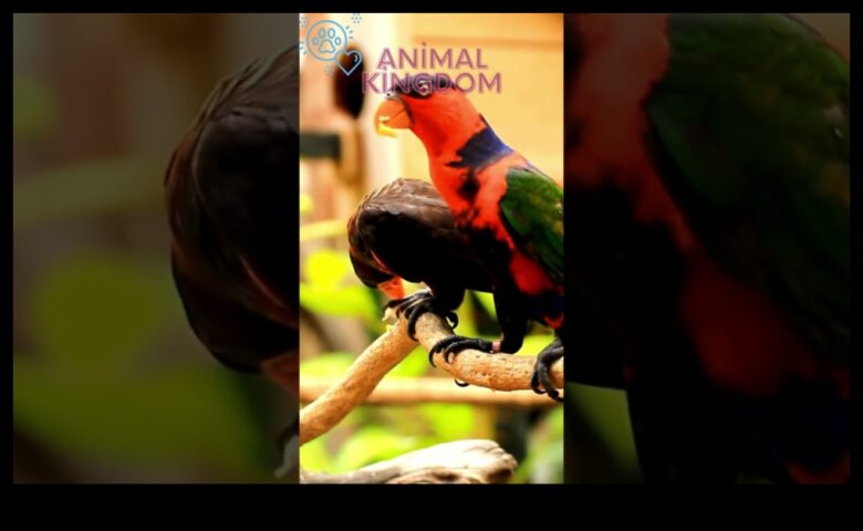 Fiesta prietenilor cu pene care sărbătorește cu păsări pentru animale de companie