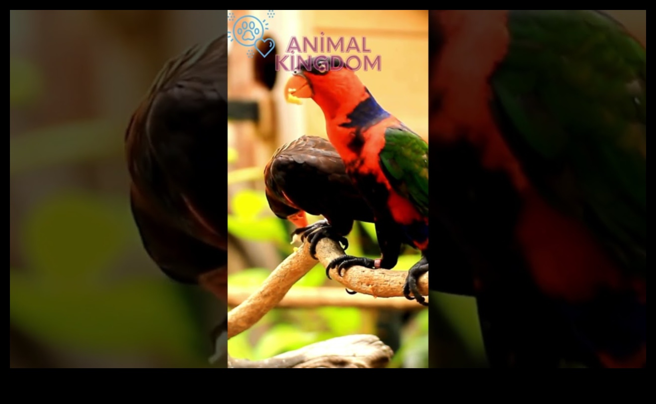 Fiesta prietenilor cu pene care sărbătorește cu păsări pentru animale de companie 1 Fiesta prietenilor cu pene: sărbătorirea cu păsări pentru animale de companie