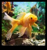 Fish Tank Zen a continuat sunete liniștitoare și muzică pentru fericire acvatică