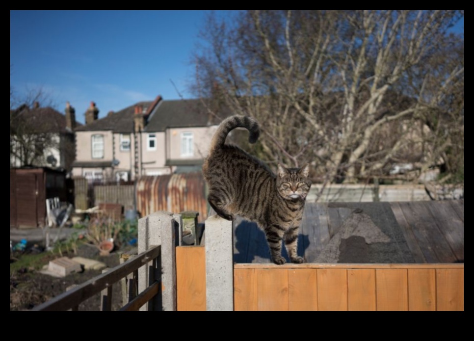 Grădini de pisici de bricolaj creând spații exterioare sigure și îmbogățitoare 1 Grădini de pisici de bricolaj: crearea de spații exterioare sigure și îmbogățitoare