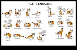 Limbajul gunoiului a continuat să decodeze comportamentele de baie pentru pisici