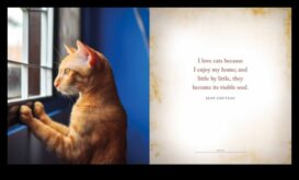 Motivația Meow Mențineți pisica dvs. fericită și conținut