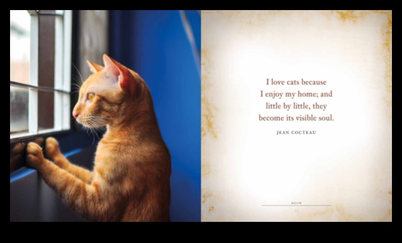 Motivația de meow păstrându -ți pisica fericită și conținutul 1 Motivația Meow: păstrarea pisicii tale fericită și conținut