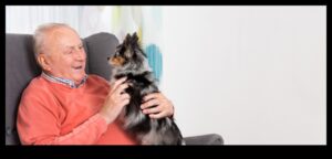 PUP SENIOR PUNCT ÎNCĂRCAT PENTRU ÎNCĂRCĂRI CANINE ÎNCĂRCĂRI