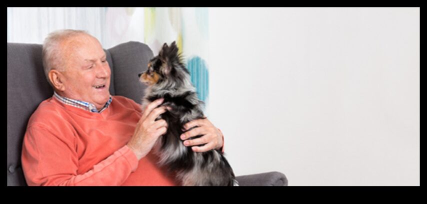 PUP SENIOR PUNCT ÎNCĂRCAT PENTRU ÎNCĂRCĂRI CANINE ÎNCĂRCĂRI