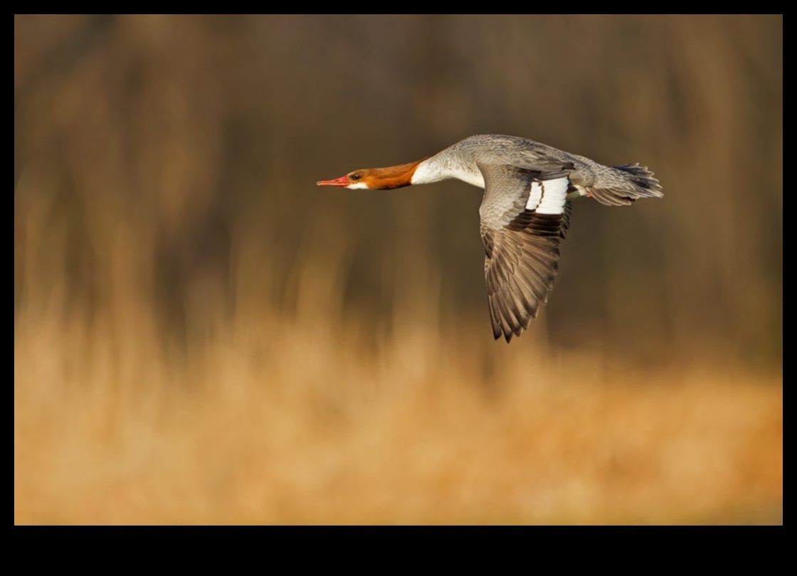 Păsările în zbor au continuat să stăpânească arta creșterii 1 Păsările în zbor au continuat: stăpânirea artei creșterii