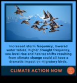 Păsările și schimbările climatice impact asupra migrației și habitatelor