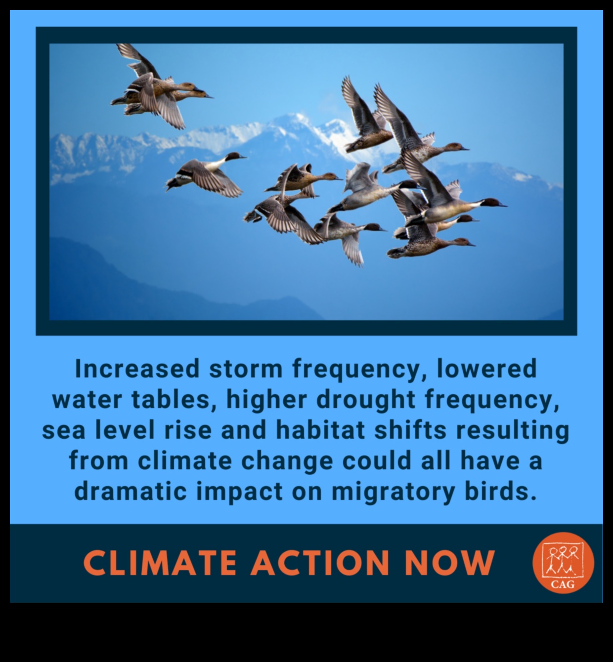 Păsările și schimbările climatice impact asupra migrației și habitatelor 1 Păsările și schimbările climatice: impact asupra migrației și habitatelor