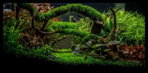 Tropical Tank Trek creând o aventură în junglă în acvariu